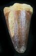 Cretaceous Fossil Crocodile Tooth - Morocco #26292-1